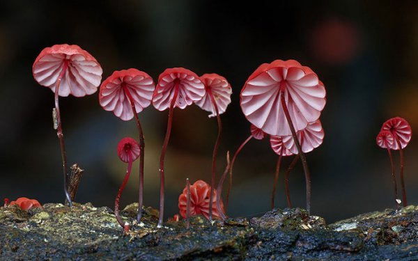 Царство грибов через объектив Стива Эксфорда (15 фото)