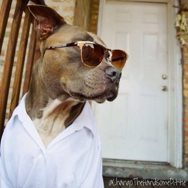 Самые красивые собаки Интернета (10 фото)