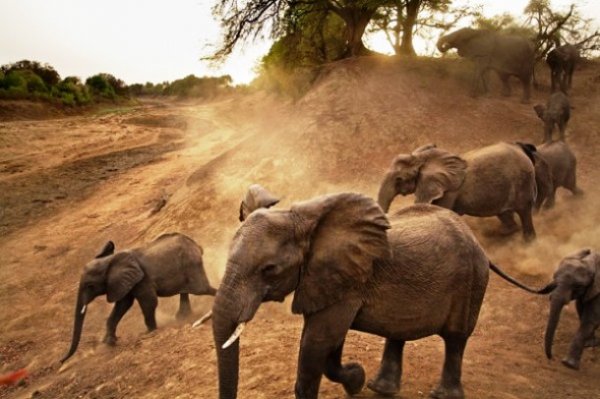 Топ-25 потрясающих африканских национальных парков, которые стоит посетить