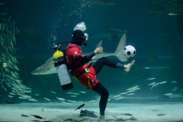 Подводный футбол в сеульском аквариуме COEX (7 фото + видео)
