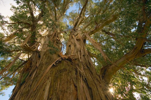 Топ-5 самых высоких деревьев на планете
