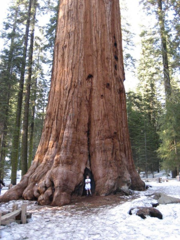 Секвойя "Генерал Шерман" – крупнейшее дерево на планете (10 фото)