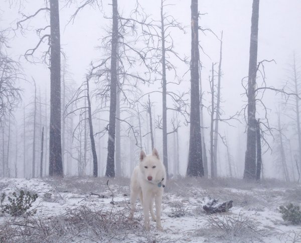 Невероятные приключения парня и его собаки в фотографиях величественных просторов природы (23 фото)