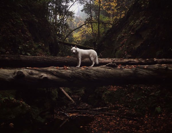 Невероятные приключения парня и его собаки в фотографиях величественных просторов природы (23 фото)