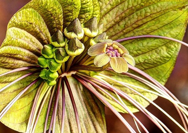 Необычные и удивительные растения (21 фото)