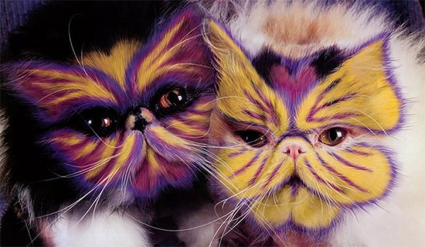 Раскрашенные коты и кошки (20 фото)