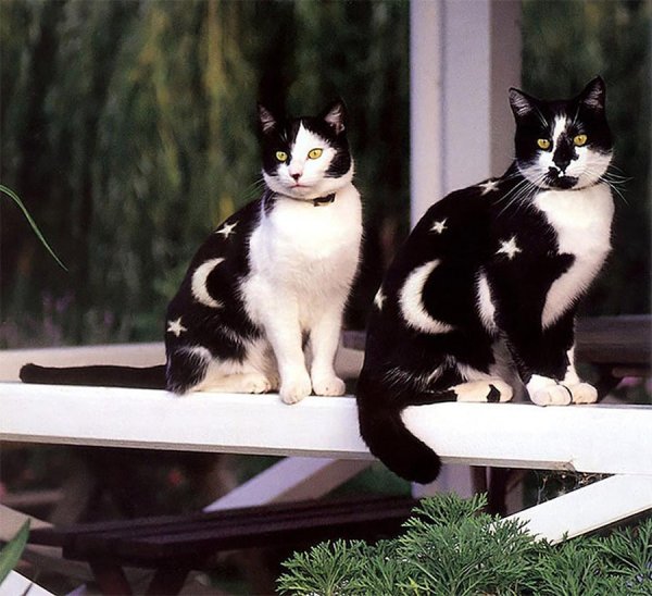 Раскрашенные коты и кошки (20 фото)