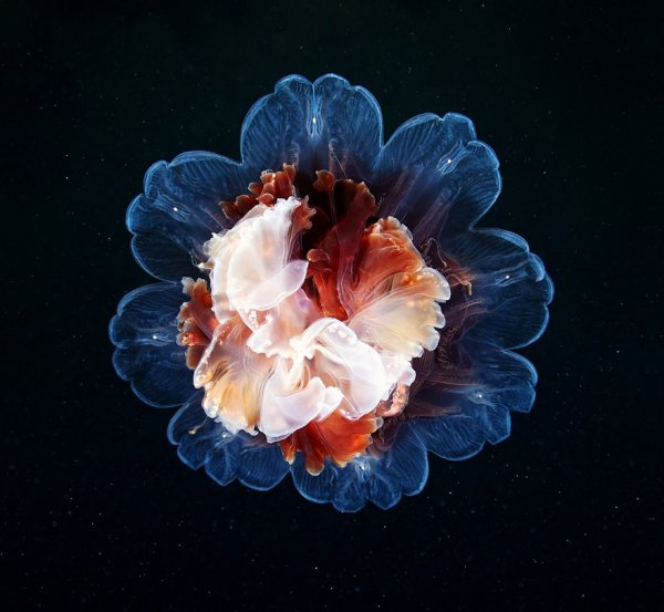 Внеземная красота медуз в новых фотографиях Александра Семёнова (20 фото)