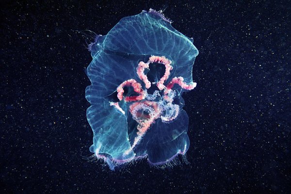 Внеземная красота медуз в новых фотографиях Александра Семёнова (20 фото)