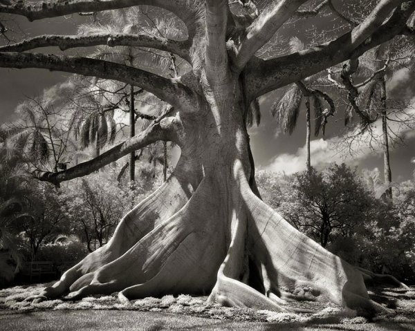 Древние деревья: женщина в течение 14 лет фотографировала самые старые деревья мира (20 фото)