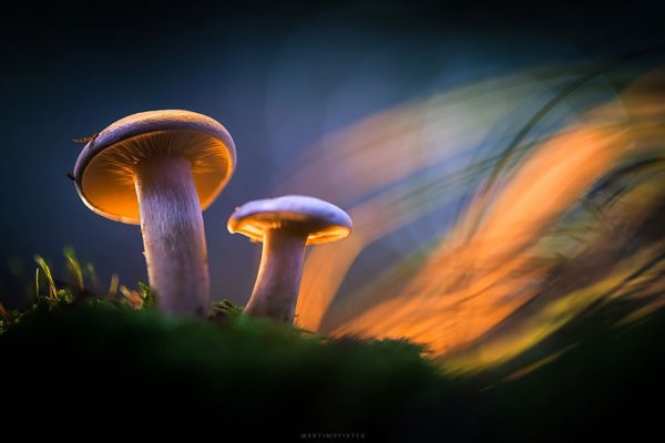 Светящиеся грибы в сказочном мире Мартина Пфистера (14 фото)