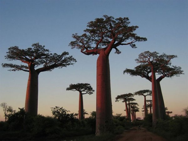 Самые потрясающие деревья на планете (10 фото)