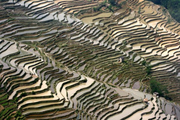 Завораживающая красота рисовых террас в фотографиях (25 фото)