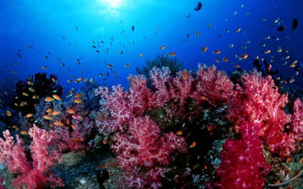 Потрясающая красота кораллов (21 фото)