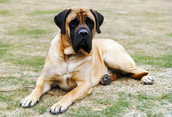 Топ-25: Крупнейшие в мире породы собак