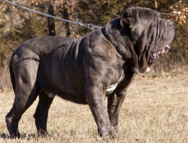 Топ-25: Крупнейшие в мире породы собак