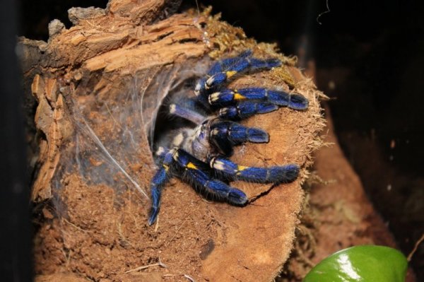 Металлический тарантул Poecilotheria metallica (17 фото)