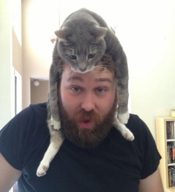 Новый фототренд: кошки вместо шапок (15 фото)