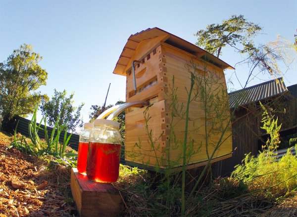 Ульи-новинки, извлекающие мед, не тревожа пчел (5 фото + видео)