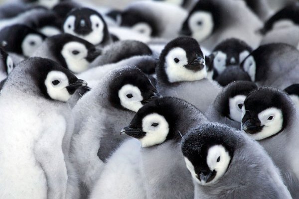Императорские пингвины обогревают своих птенцов (10 фото)