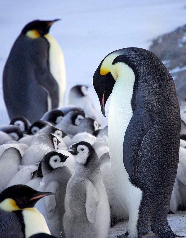 Императорские пингвины обогревают своих птенцов (10 фото)