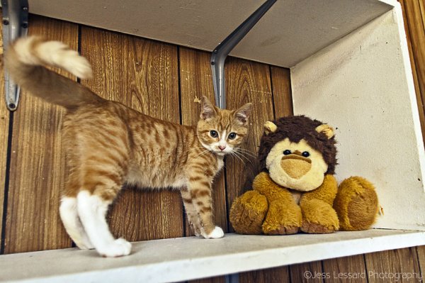 «Кошкин дом» в Калифорнии – крупнейший кошачий приют в США (18 фото)