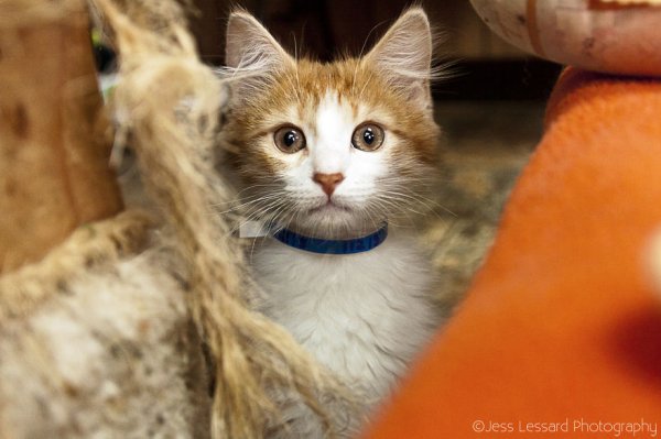 «Кошкин дом» в Калифорнии – крупнейший кошачий приют в США (18 фото)