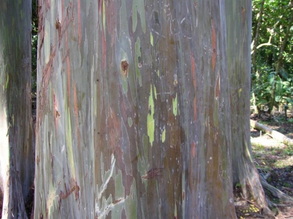 Эвкалипт радужный: все цвета радуги на коре одного дерева (16 фото)