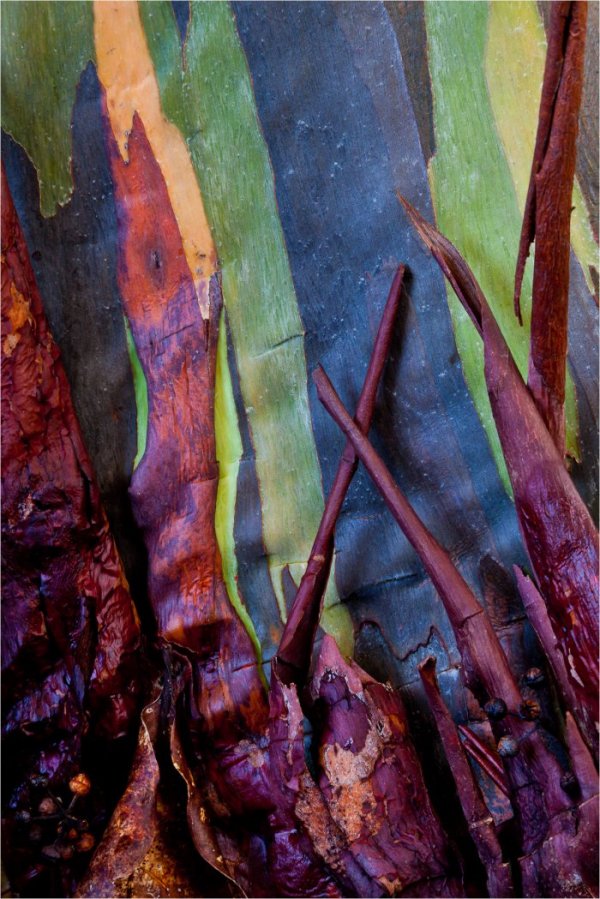 Эвкалипт радужный: все цвета радуги на коре одного дерева (16 фото)