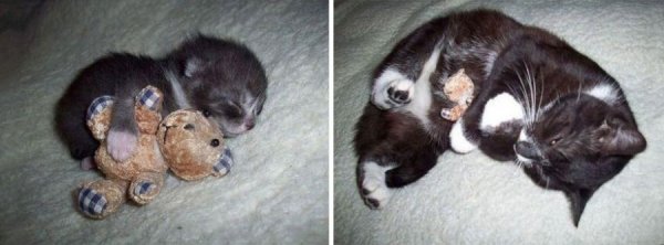 Кошки тогда и сейчас (14 фото)