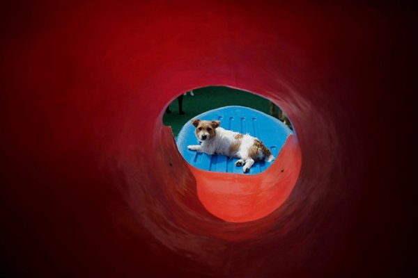 Собачий детский сад "Dog Resort" в Сан-Паулу (11 фото)