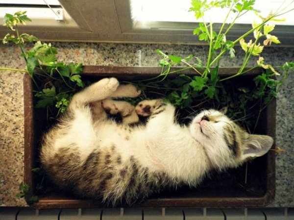 Кошки в цветочных горшочках (18 фото)