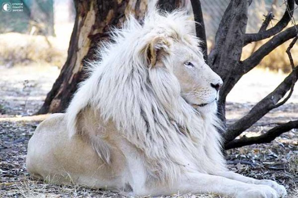 Белые африканские львы (5 фото)
