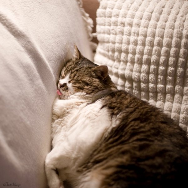 Очаровательные сони из семейства кошачьих (31 фото)