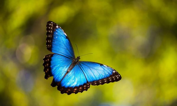 Волшебные превращения в бабочек (36 фото)