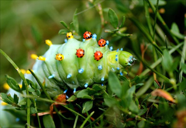 Волшебные превращения в бабочек (36 фото)