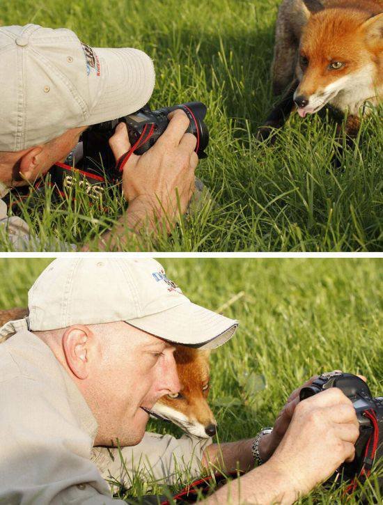 Дикие животные, которые любят фотографировать (24 фото)