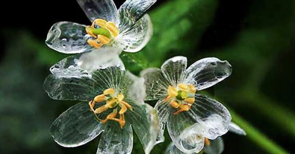 Цветок, который под дождём становится прозрачным (7 фото)