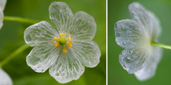 Цветок, который под дождём становится прозрачным (7 фото)