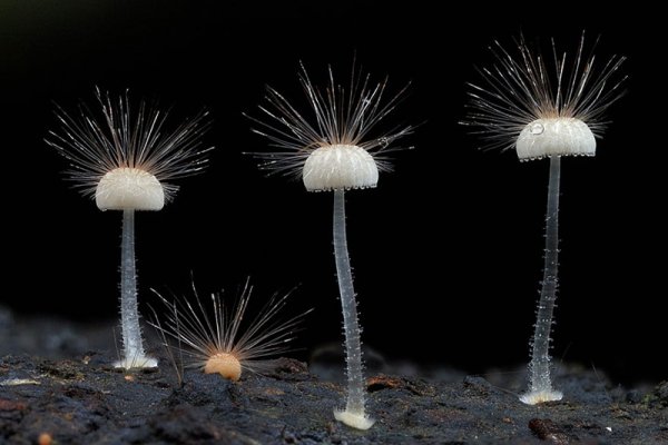 Красивые и необычные грибы в фотографиях (20 фото)