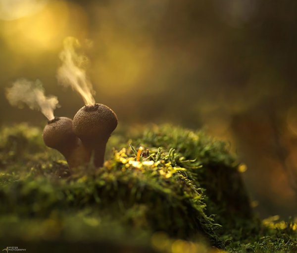 Красивые и необычные грибы в фотографиях (20 фото)