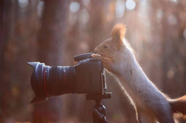Дикие животные, которые любят фотографировать (24 фото)