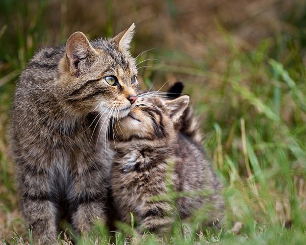 Прелестные кошки со своими очаровательными мини-копиями (38 фото)