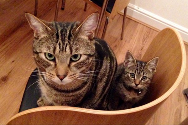 Прелестные кошки со своими очаровательными мини-копиями (38 фото)