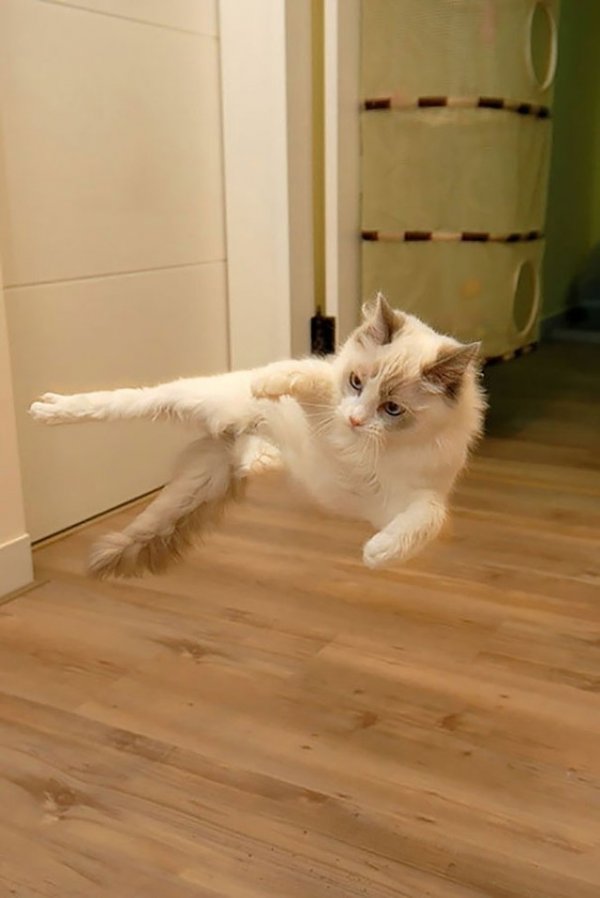 Кошки, постигшие боевое искусство ниндзя (29 фото)