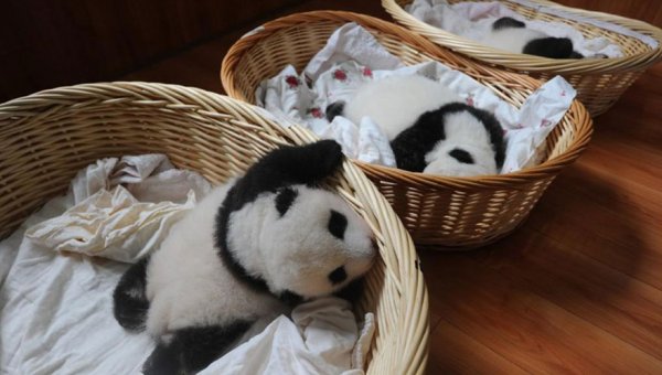 Детёнышей большой панды, родившиеся в этом году в Центре по разведению панд Бифэнся (16 фото)
