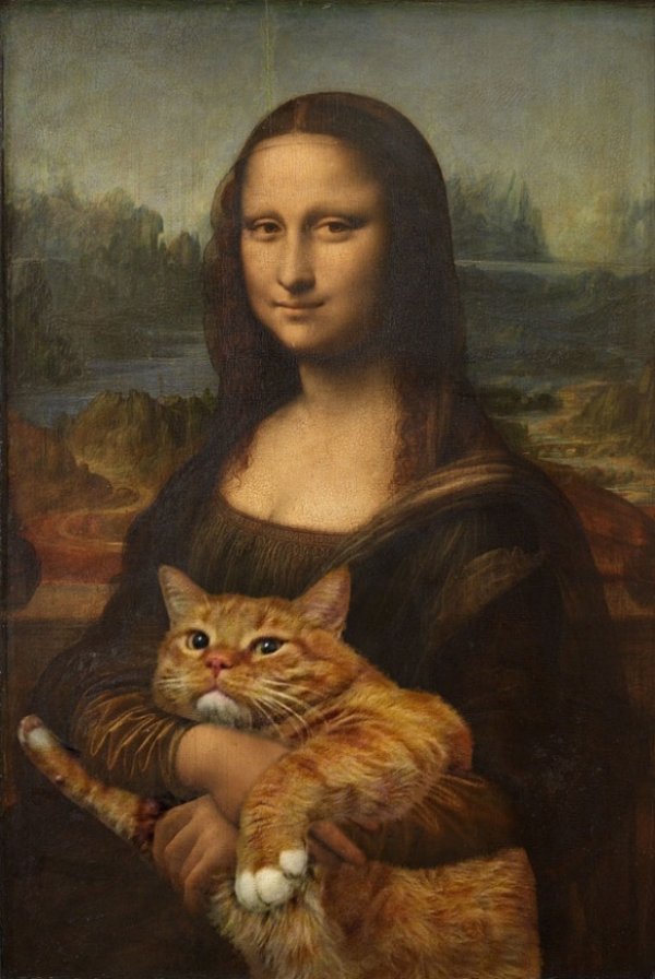 Самые популярные кошки в Интернете (14 фото)