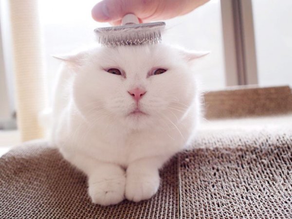 Кошка Ура — Интернет-звезда Японии (9 фото)