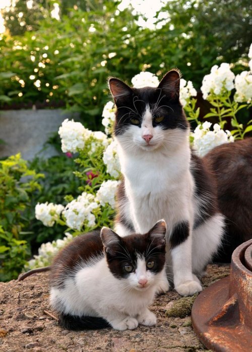 Как две капли: кошки и котята (29 фото)