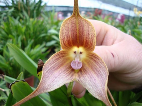 Выставка необычных орхидей в Aquamarine Fukushima (6 фото)